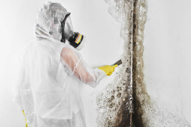 Best Mold Removal Company Near Me  in China Lake Acres, CA