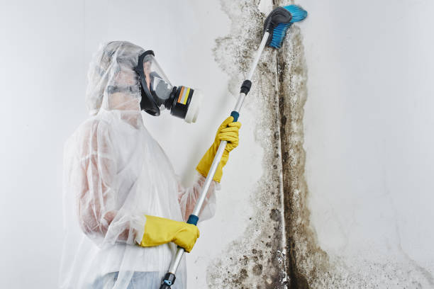 Best Certified Mold Removal  in China Lake Acres, CA