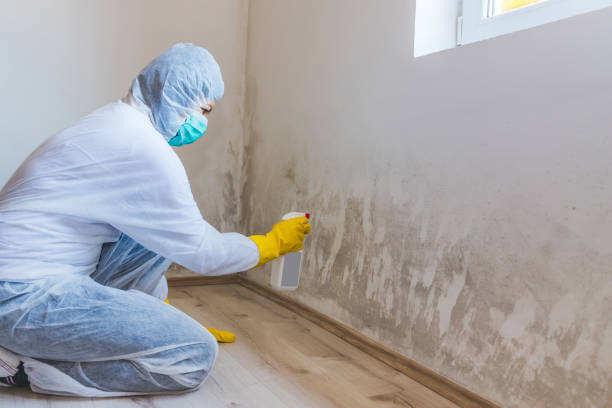 Best Mold Damage Repair  in China Lake Acres, CA