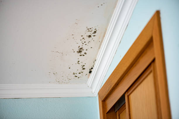 Best Commercial Mold Removal  in China Lake Acres, CA