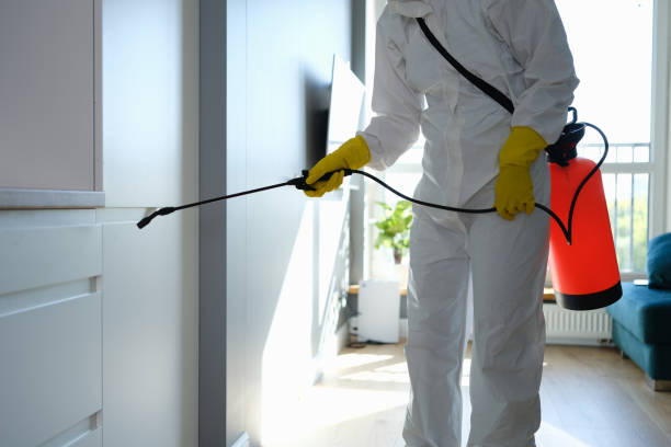 Best Attic Mold Removal  in China Lake Acres, CA
