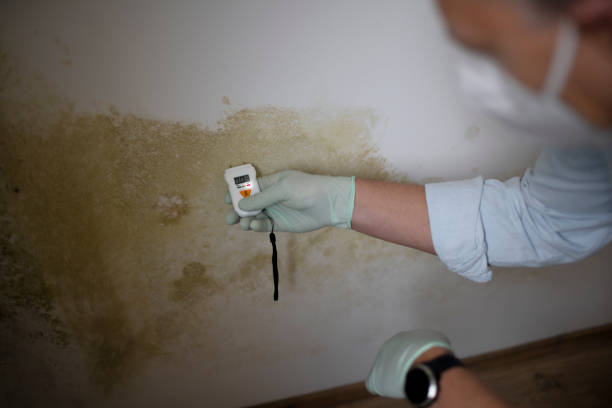 Best Mold Cleaning Services  in China Lake Acres, CA