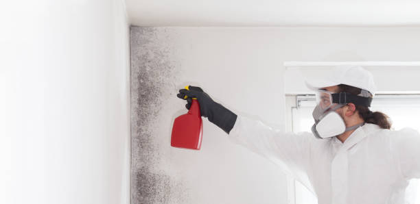 Best Attic Mold Removal  in China Lake Acres, CA