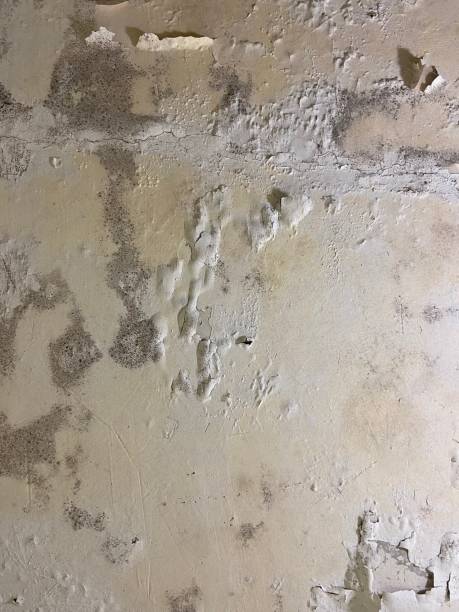Best Same-Day Mold Removal  in China Lake Acres, CA