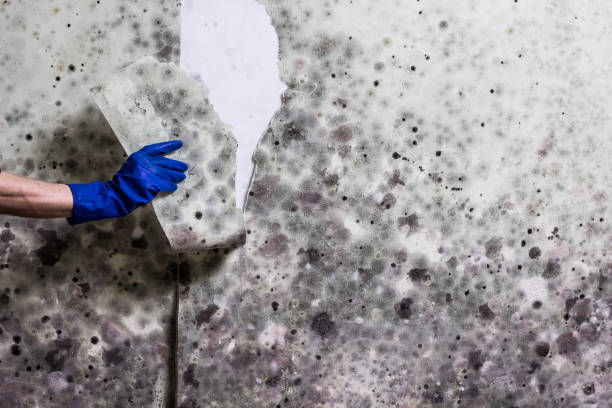 Best Mold Remediation  in China Lake Acres, CA
